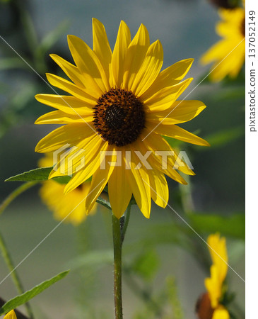 Close-up of a small sunflower Close-up of a small sunflower 137052149