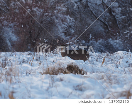 Male white-tailed deer posing in the snow Male white-tailed deer posing in the snow 137052150