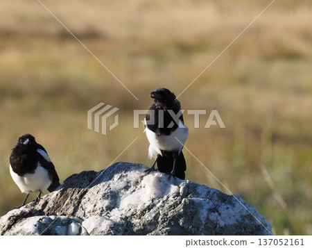 兩隻小喜鵲棲息在一塊岩石上 137052161
