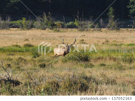 A magnificent male elk standing majestically in the grassland A magnificent male elk standing majestically in the grassland 137052163