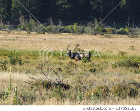 Grassland landscape with a magnificent male elk Grassland landscape with a magnificent male elk 137052165