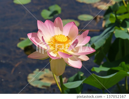 Beautiful Lotus (lat. Nelumbo nucifera) in a pond Beautiful Lotus (lat. Nelumbo nucifera) in a pond 137052167