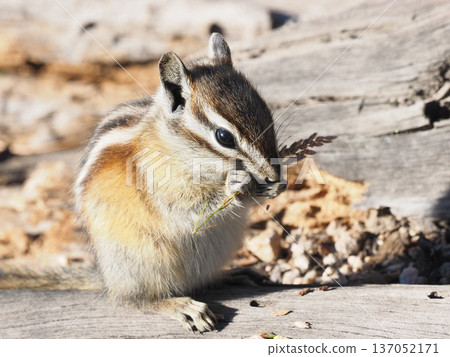 A close-up of a chipmunk holding a plant spike on a fallen tree 137052171