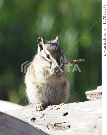 A round-eyed chipmunk intently eating plant spikes on a fallen tree 137052172