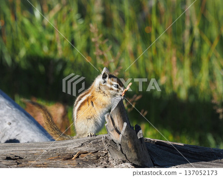 A cute chipmunk is holding a corn on a fallen tree and staring at something 137052173