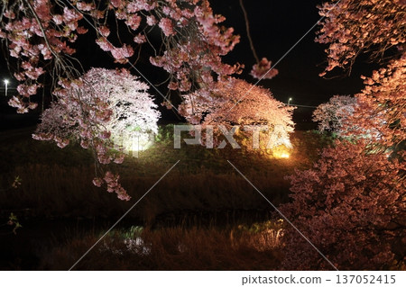 Cherry blossoms at night 137052415