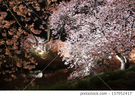 Cherry blossoms appearing on the surface of the water Cherry blossoms appearing on the surface of the water 137052417