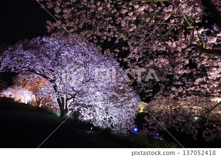 Illuminated cherry blossoms at night Illuminated cherry blossoms at night 137052418