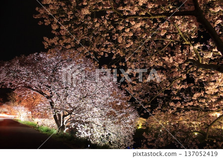 Illuminated cherry blossoms at night 137052419