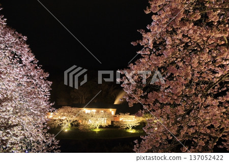 Illuminated cherry blossoms at night Illuminated cherry blossoms at night 137052422