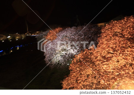 夜晚的櫻花被燈光照亮 137052432