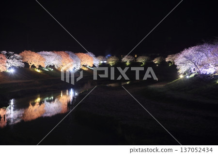 櫻花在晚上 137052434