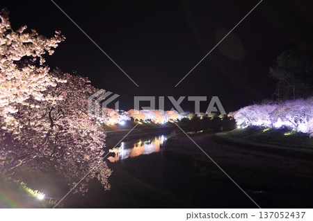Illuminated cherry blossoms at night in spring Illuminated cherry blossoms at night in spring 137052437