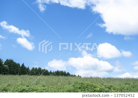 猿飛高原清爽的夏日藍天與草原 137052452