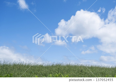 猿飛高原清爽的夏日藍天與草原 猿飛高原清爽的夏日藍天與草原 137052455