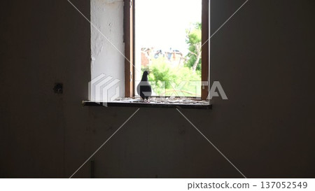Pigeon sitting on windowsill of destroyed residential building at Kharkivska oblast. Ruined house after bomb attacks on ukrainian territory from russia army at background. Russian invasion of Ukraine Pigeon sitting on windowsill of destroyed residential building at Kharkivska oblast. Ruined house after bomb attacks on ukrainian territory from russia army at background. Russian invasion of Ukraine 137052549
