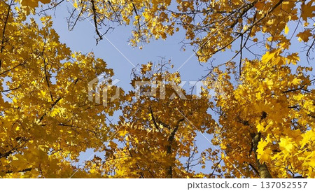 View to tree tops with golden with blue sky at background. Crowns of plants with lush yellow foliage in autumn forest at sunny day. Beautiful colorful fall season. Rotation shot Slow motion View to tree tops with golden with blue sky at background. Crowns of plants with lush yellow foliage in autumn forest at sunny day. Beautiful colorful fall season. Rotation shot Slow motion 137052557
