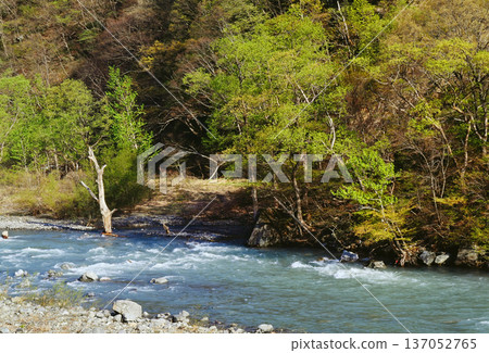 Fresh green trees and clear streams Fresh green trees and clear streams 137052765
