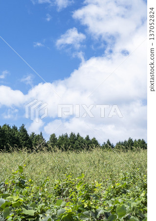 Refreshing summer blue skies and grasslands of the Hiruzen Plateau Refreshing summer blue skies and grasslands of the Hiruzen Plateau 137052824