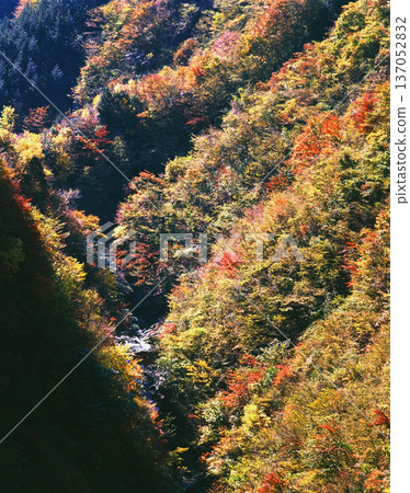 陽光灑在秋色斑斕的山谷中。 137052832