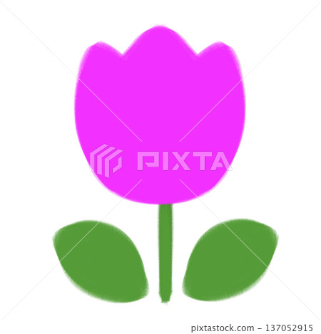 Tulip Tulip 137052915