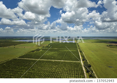 Aerial view of Florida farmlands with rows of orange grove trees growing on a sunny day Aerial view of Florida farmlands with rows of orange grove trees growing on a sunny day 137052943