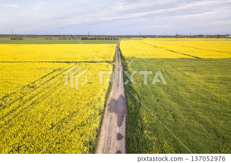 Aerial view of straight ground road with rain puddles in green fields with blooming rapeseed plants on blue sky copy space background. Drone photography. 137052976