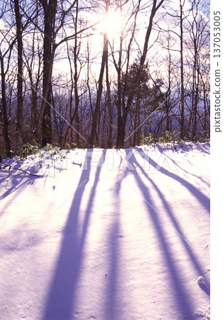 Long shadows of the forest stretching across the snowy field illuminated by the setting sun 137053005