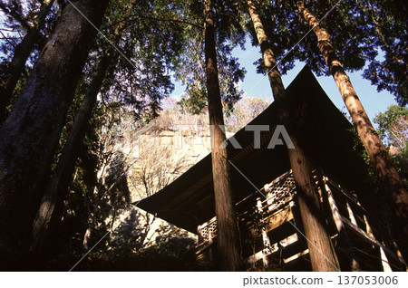 Looking up at the tower-style hall and cedar trees 137053006