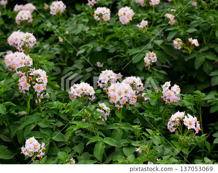 馬鈴薯花 馬鈴薯花 137053069