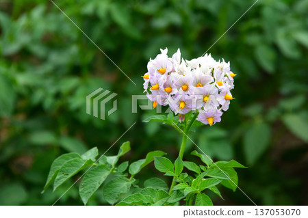 Potato flowers Potato flowers 137053070