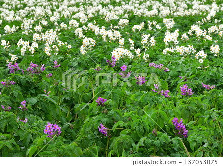 馬鈴薯花 馬鈴薯花 137053075