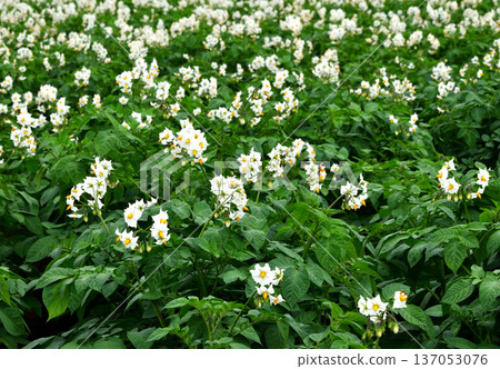 Potato flowers 137053076