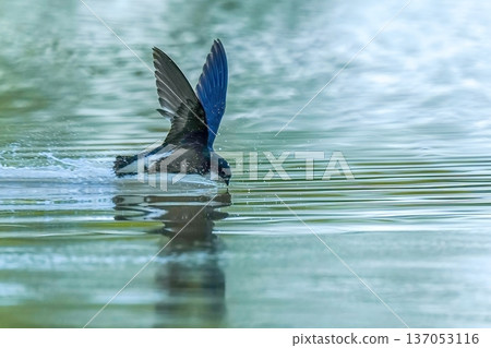 A defining moment in nature: a blue-tailed swift drinking water while flying A defining moment in nature: a blue-tailed swift drinking water while flying 137053116