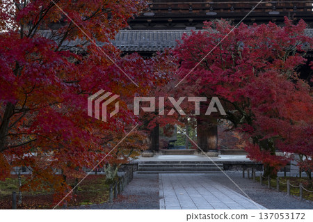 Autumn deepens as the red approach to the shrine Autumn deepens as the red approach to the shrine 137053172