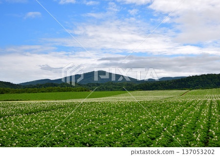 馬鈴薯田 馬鈴薯田 137053202