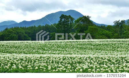 馬鈴薯田 馬鈴薯田 137053204