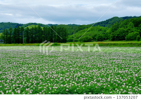 馬鈴薯田 馬鈴薯田 137053207