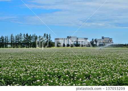 Potato field Potato field 137053209