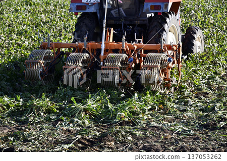 Beet fields and beet harvest 137053262