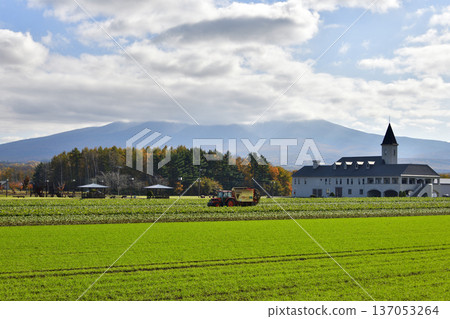 Beet fields and beet harvest 137053264