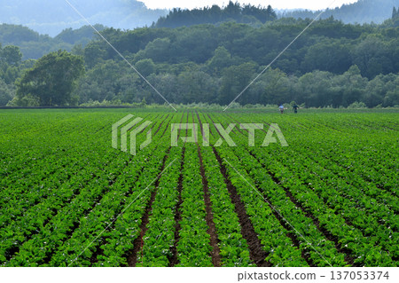 打敗農場 137053374