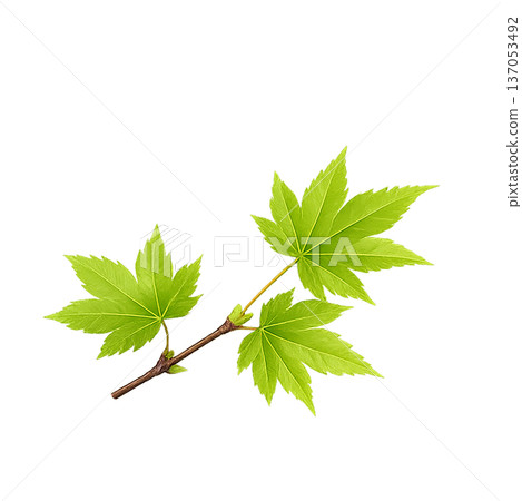 水彩風格清新翠綠楓枝插圖，春季嫩葉摳圖 PNG 137053492