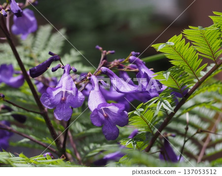 藍花楹 藍花楹 137053512