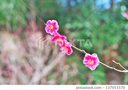 粉紅色的梅花（冬季，二月） 137053570