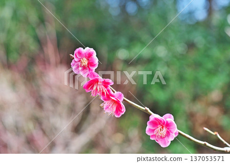 粉紅色的梅花(冬季,二月) 粉紅色的梅花(冬季,二月) 137053571