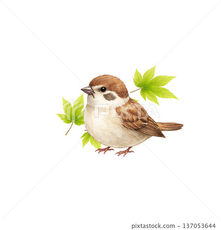 水彩風格插圖，一隻小鳥和新鮮的綠葉，春季野生鳥類剪影PNG格式 137053644