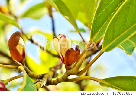 White staghorn berry flowers (winter, February) White staghorn berry flowers (winter, February) 137053695