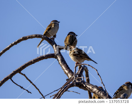 群麻雀棲息在樹枝上 137053728