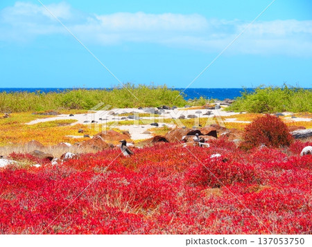 加拉巴哥群島的秋葉和大海 加拉巴哥群島的秋葉和大海 137053750